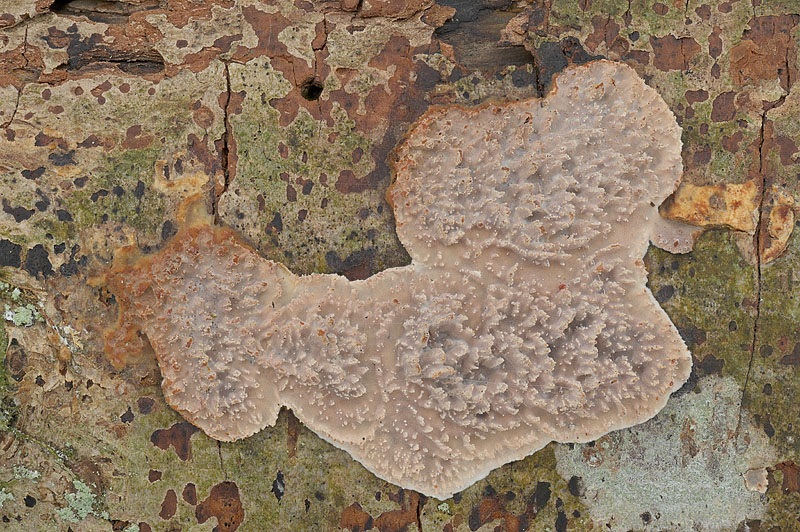 Eichleriella deglubens